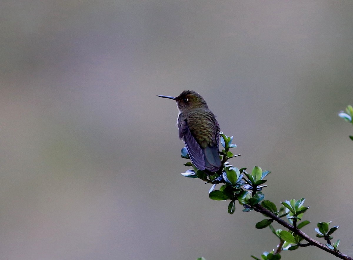 Scaled Metaltail - ML105411011