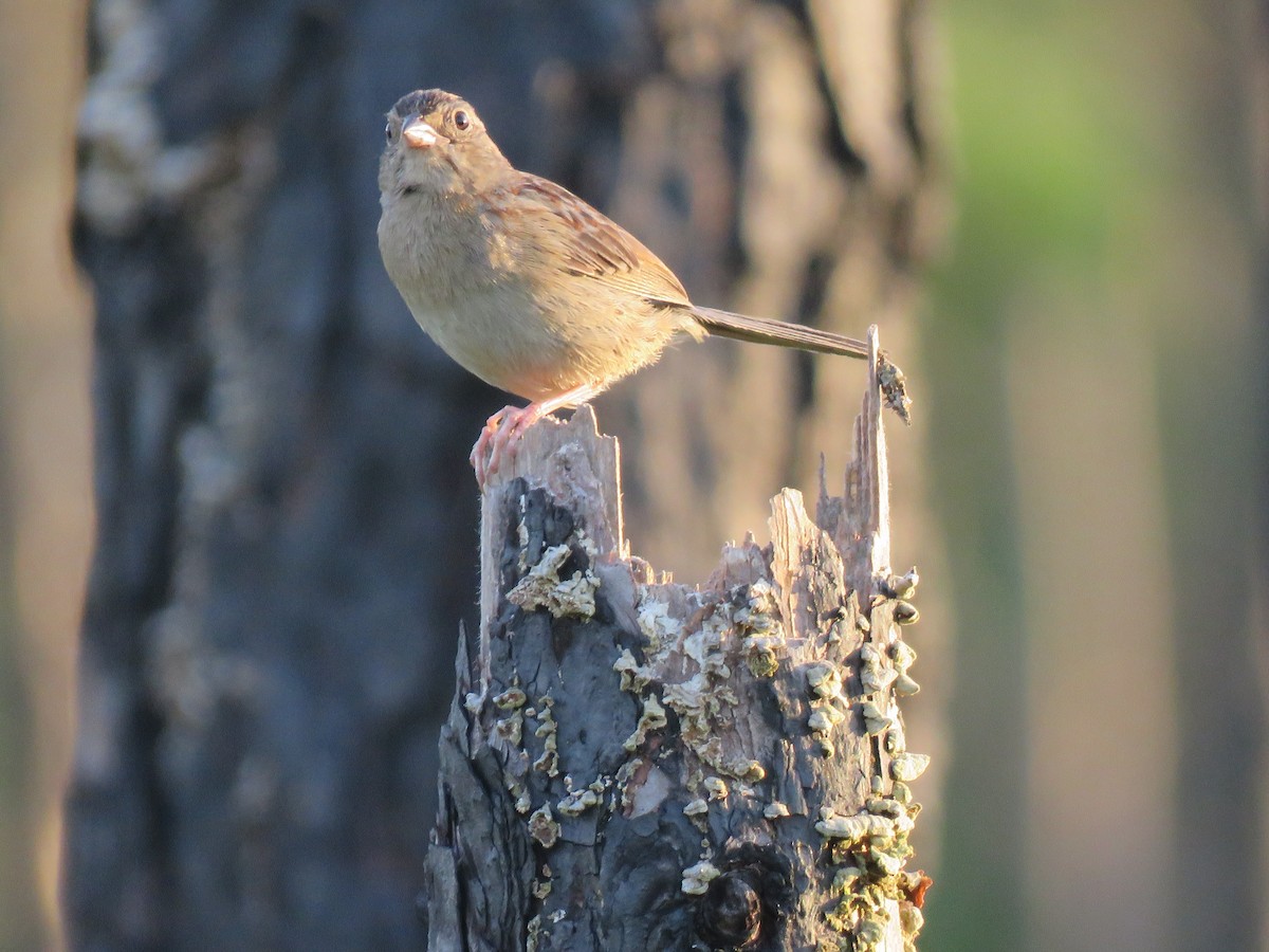 Bachman's Sparrow - ML105411151