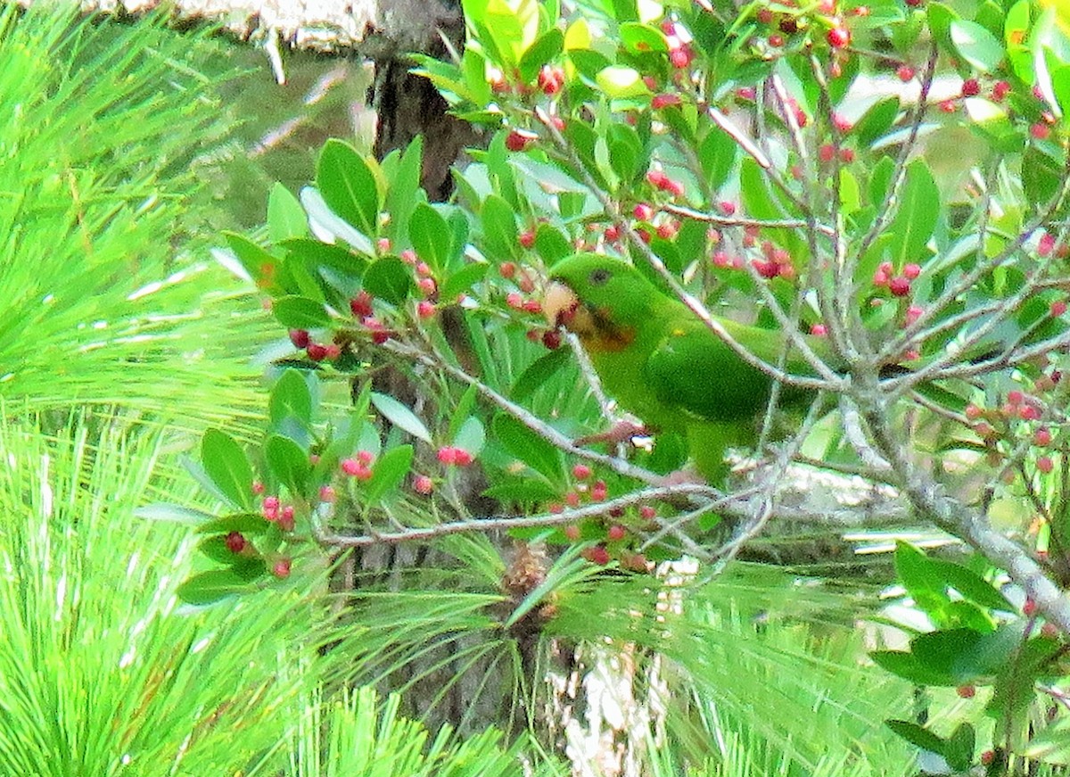 Meksika Yeşil Papağanı (rubritorquis) - ML105411281