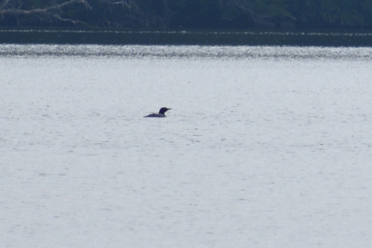 Common Loon - ML105413441