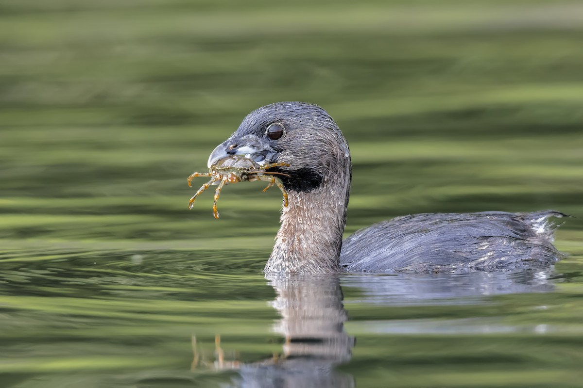 Pied-billed Grebe - Pio Marshall