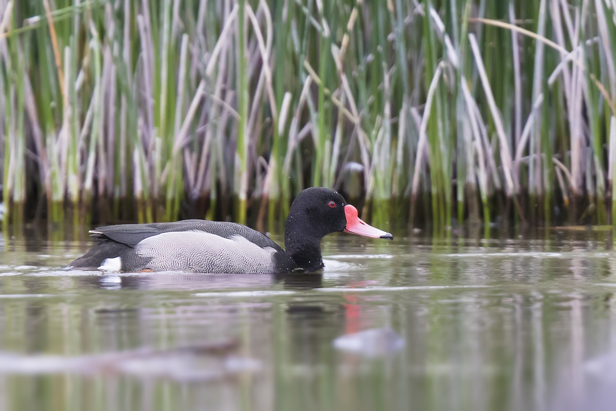 Rosy-billed Pochard - Pio Marshall