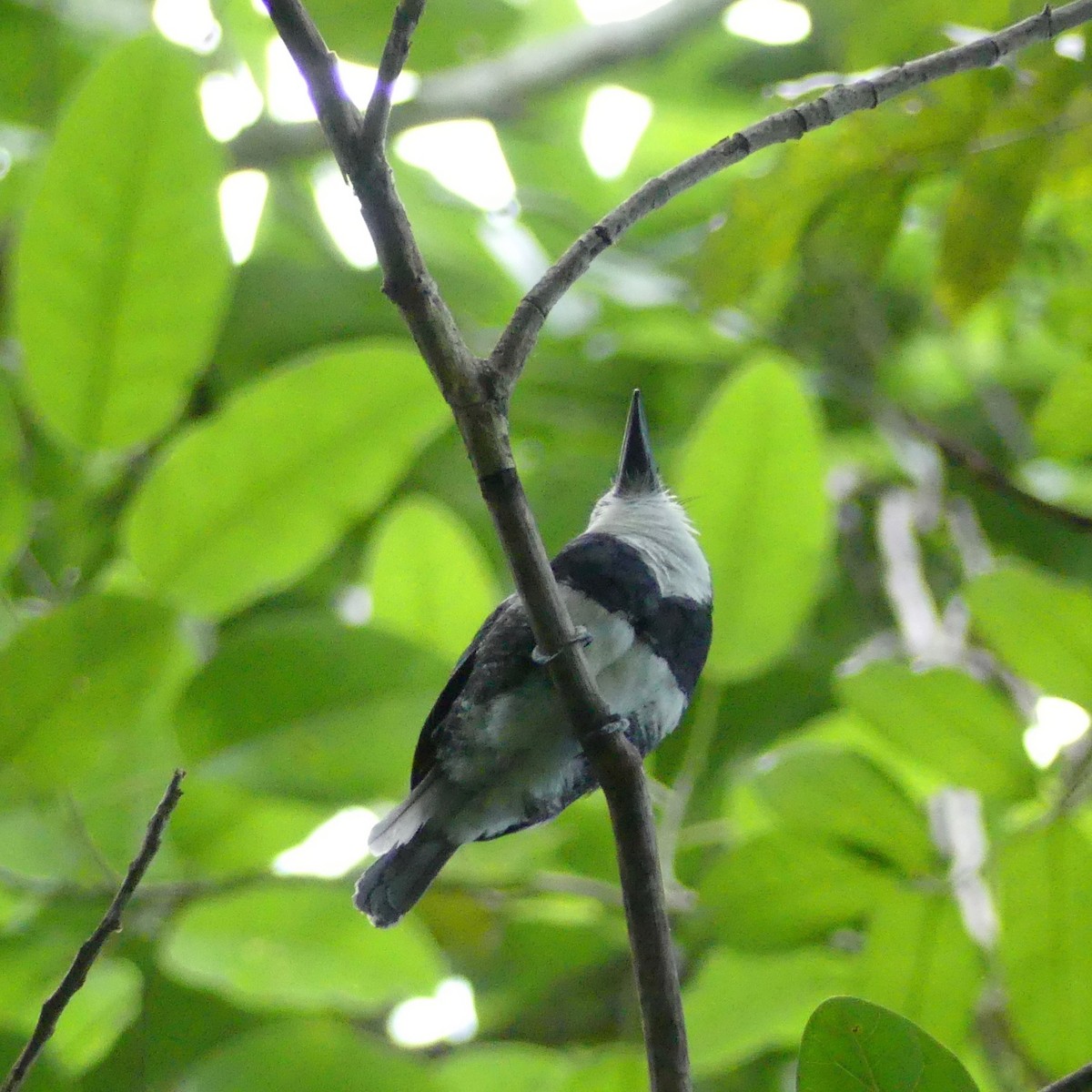 White-necked Puffbird - ML105415841