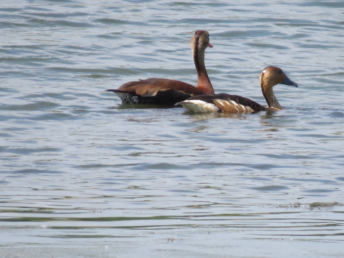 Fulvous Whistling-Duck - ML105416221