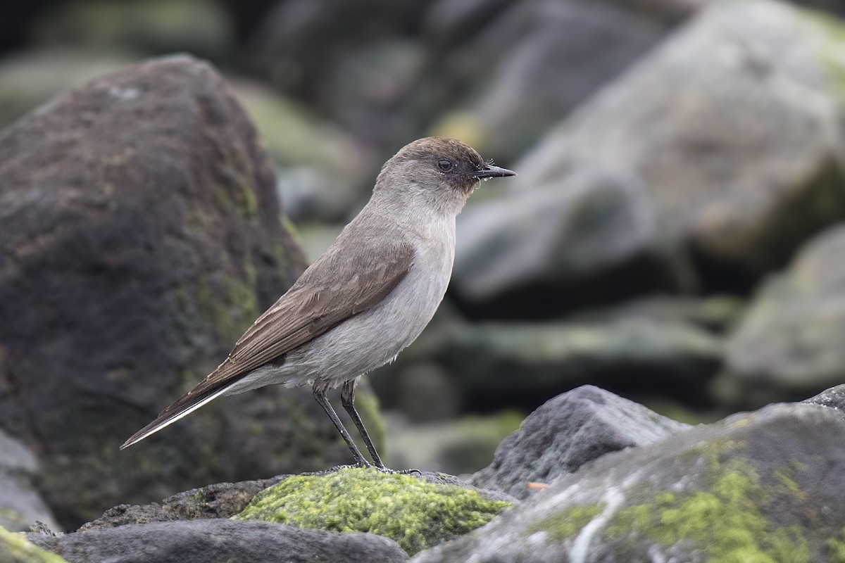 Dark-faced Ground-Tyrant - Pio Marshall