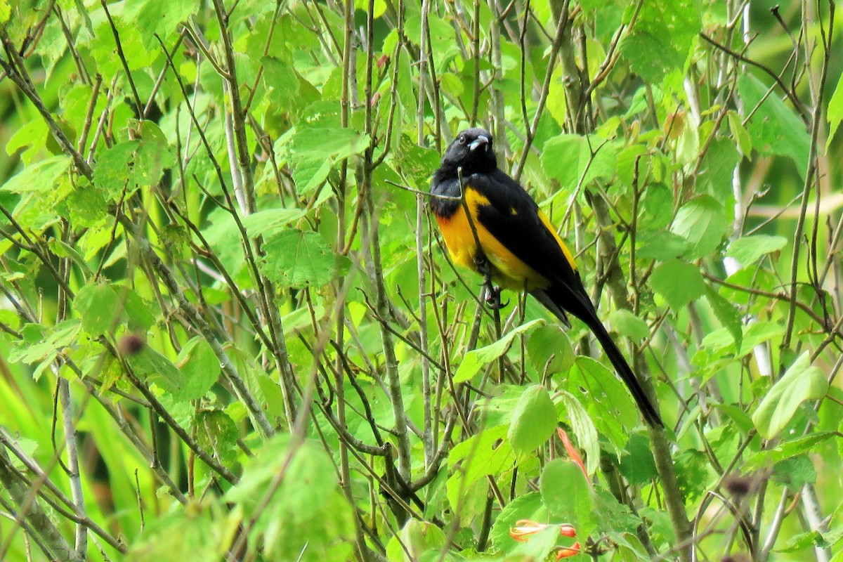 Black-vented Oriole - ML105417541