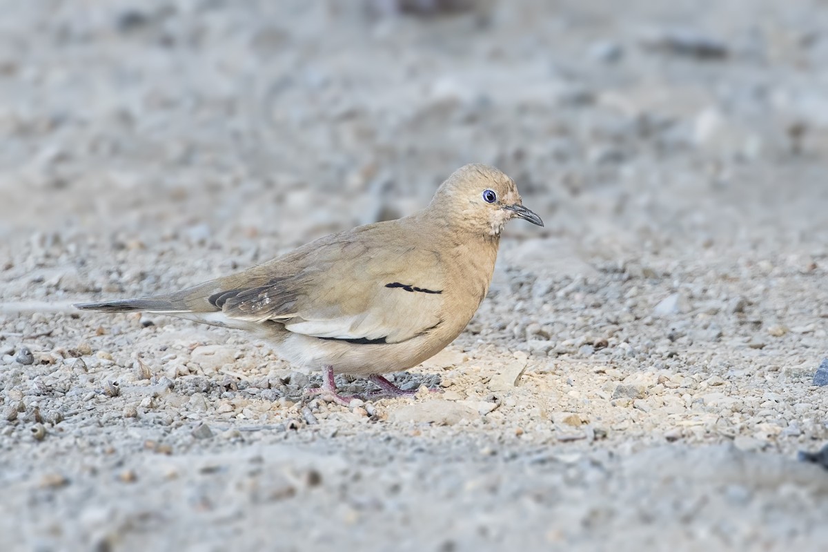 Picui Ground Dove - ML105417641