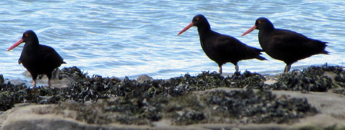 Black Oystercatcher - ML105418291