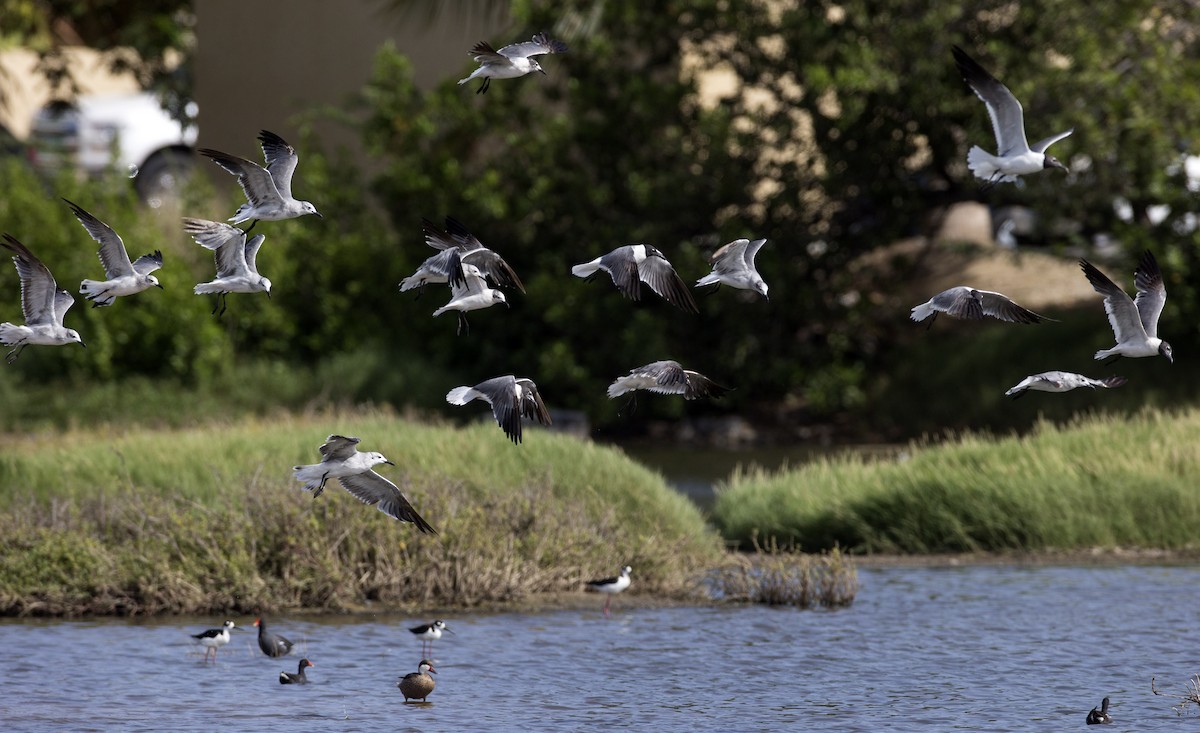 Gaviota Guanaguanare - ML105418351