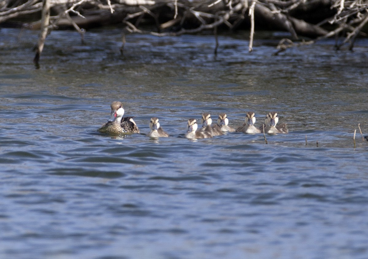 White-cheeked Pintail - ML105418851