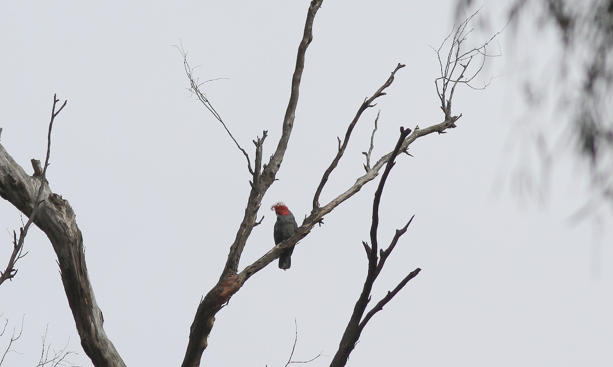 Gang-gang Cockatoo - ML105420971