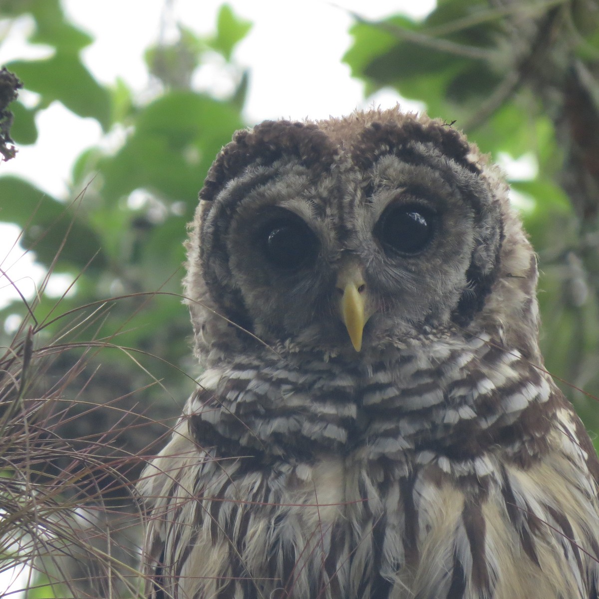 Barred Owl - ML105421021