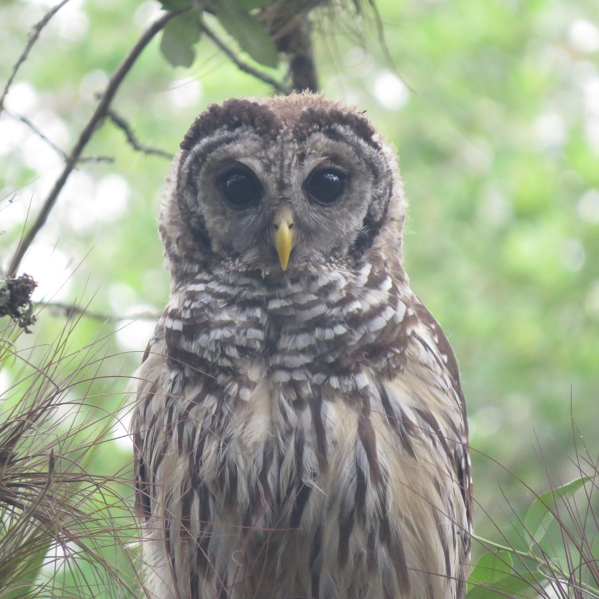 Barred Owl - ML105421041