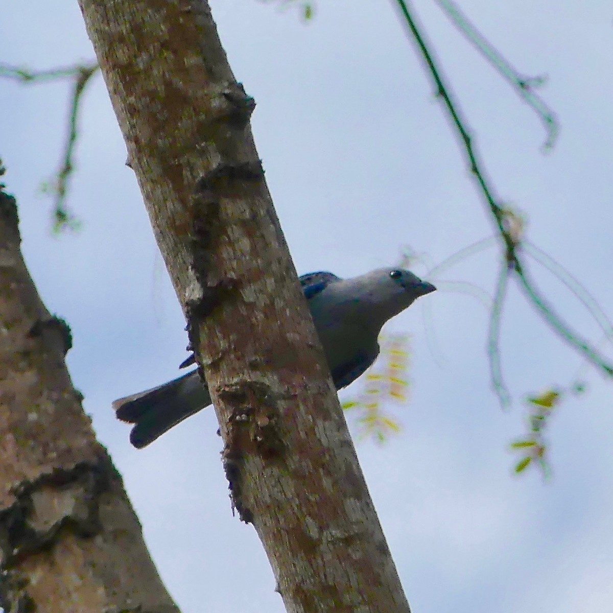 Blue-gray Tanager - ML105422861