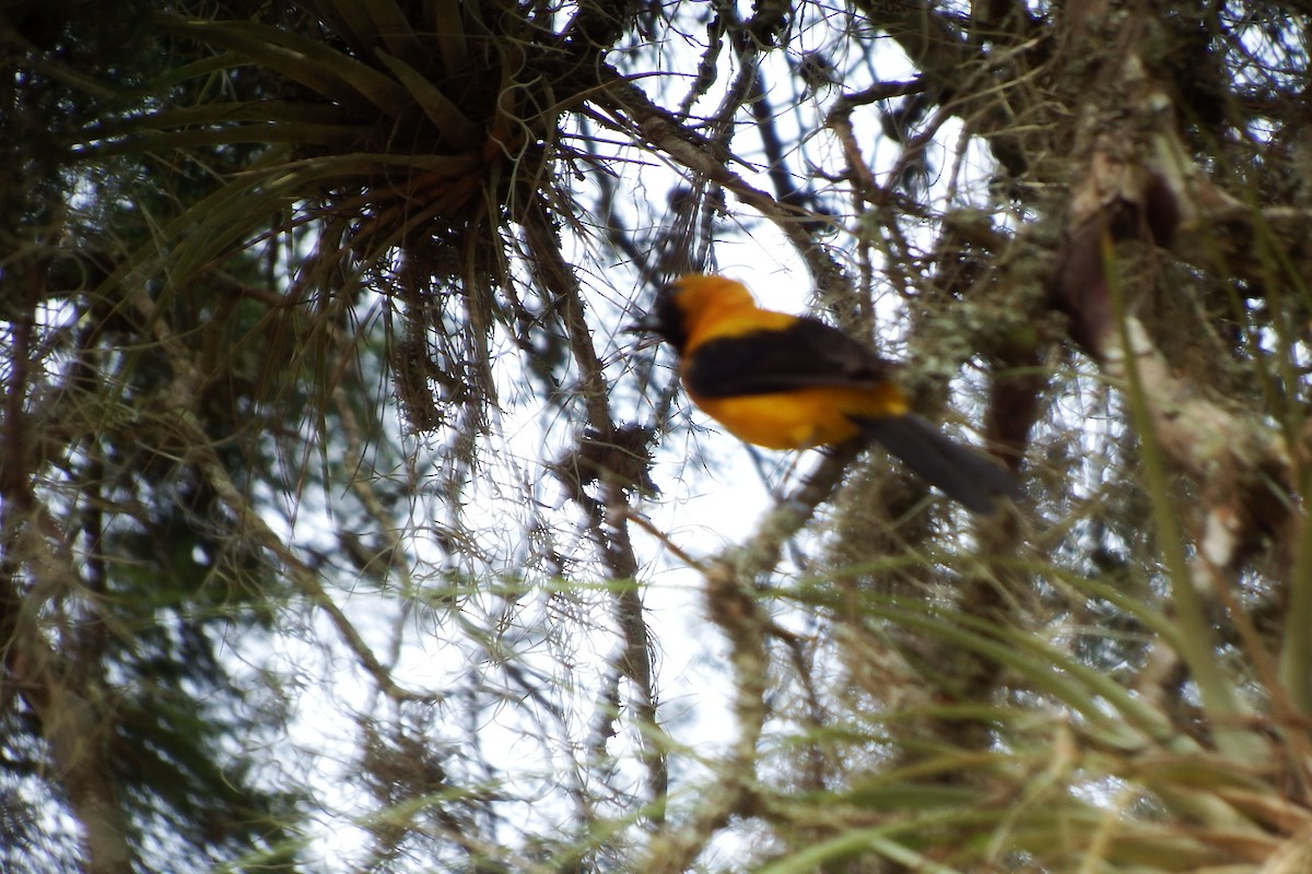 Yellow-backed Oriole - Gilberto Flores-Walter (Feathers Birding)