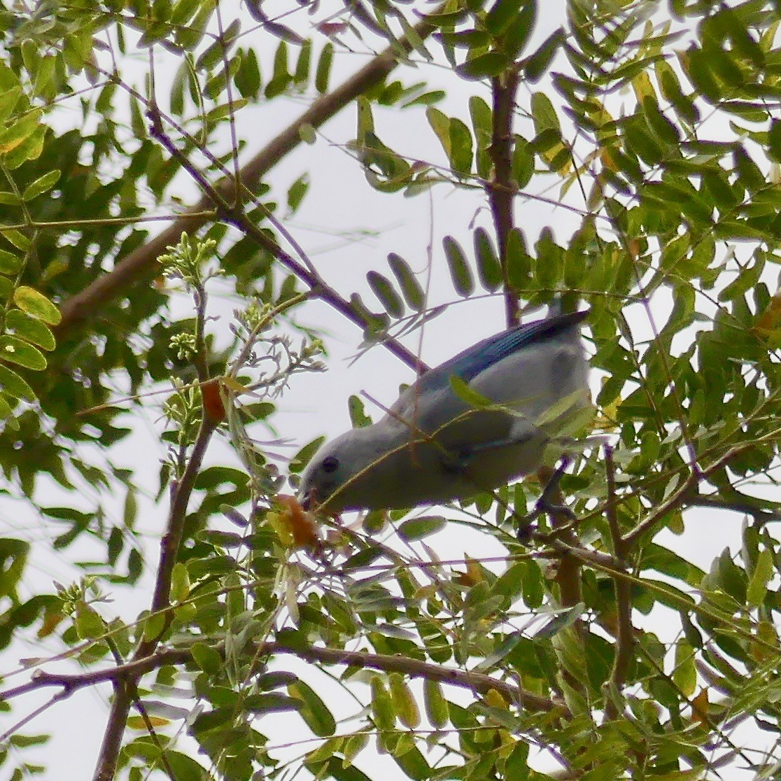 Blue-gray Tanager - ML105425111