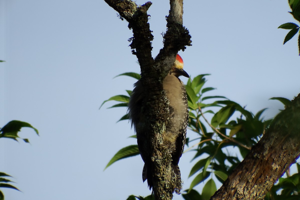 Golden-fronted Woodpecker - Gilberto Flores-Walter (Feathers Birding)