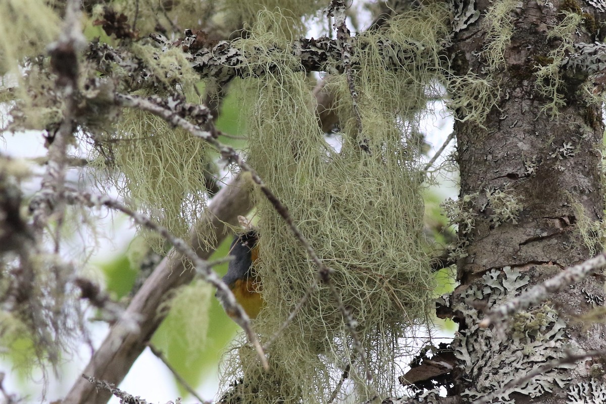 Northern Parula - Margaret Viens