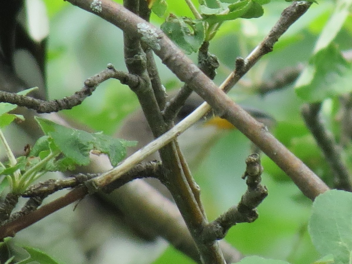 Yellow-billed Cuckoo - ML105430811