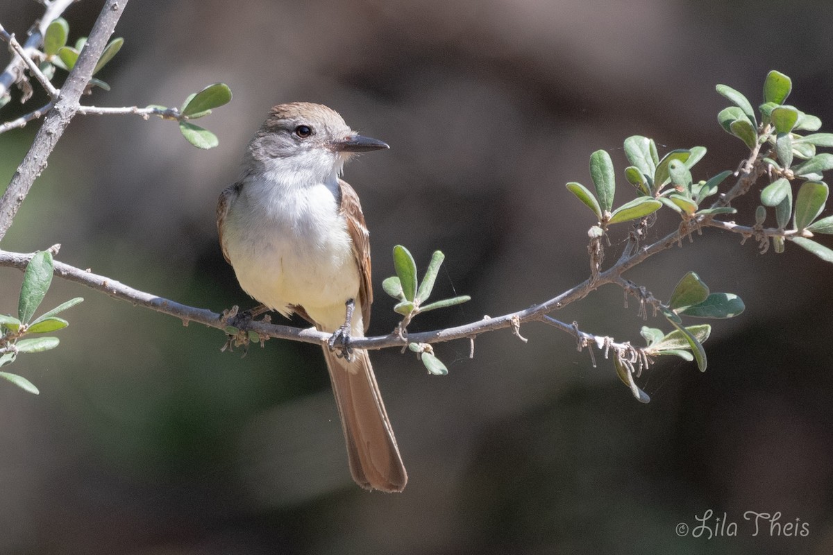 Ash-throated Flycatcher - Lila Theis