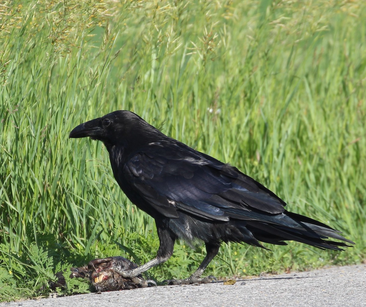 Common Raven - ML105431881