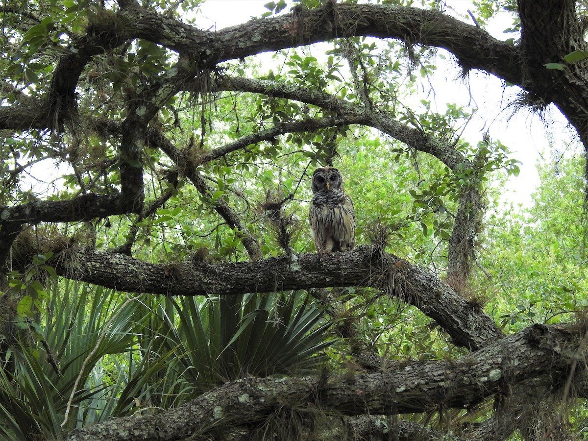 Barred Owl - ML105432311