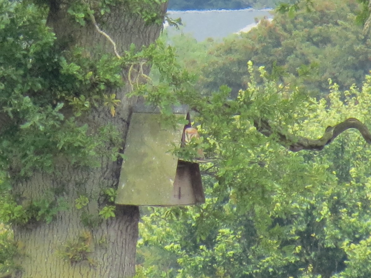 Barn Owl - ML105432691