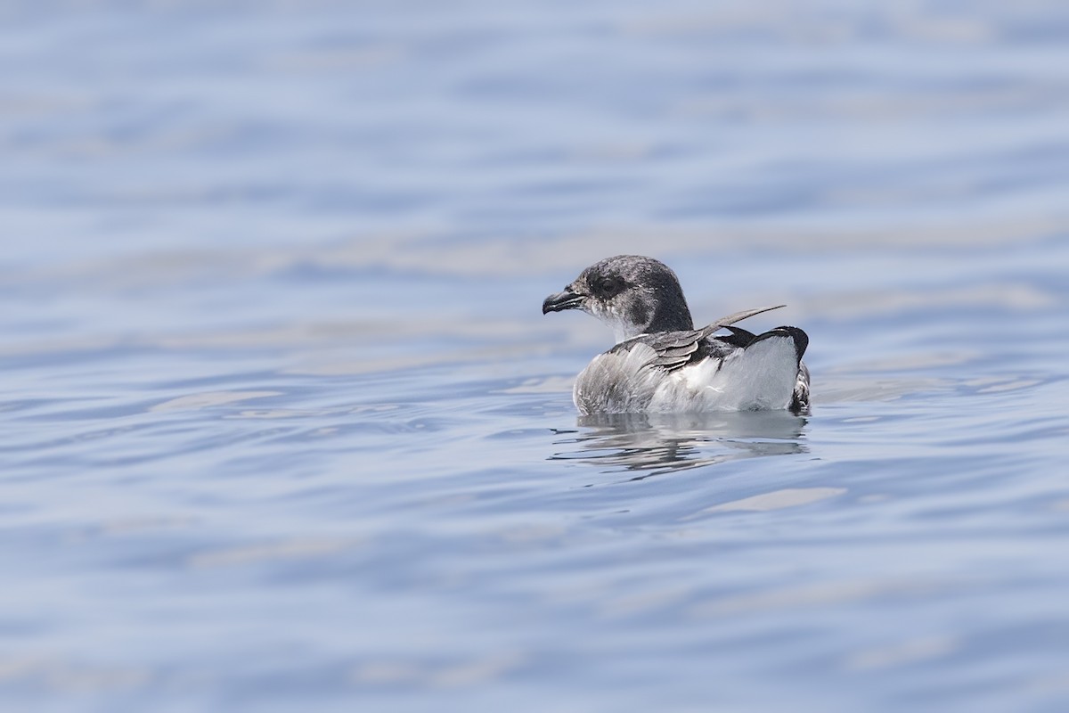 Peruvian Diving-Petrel - ML105432871