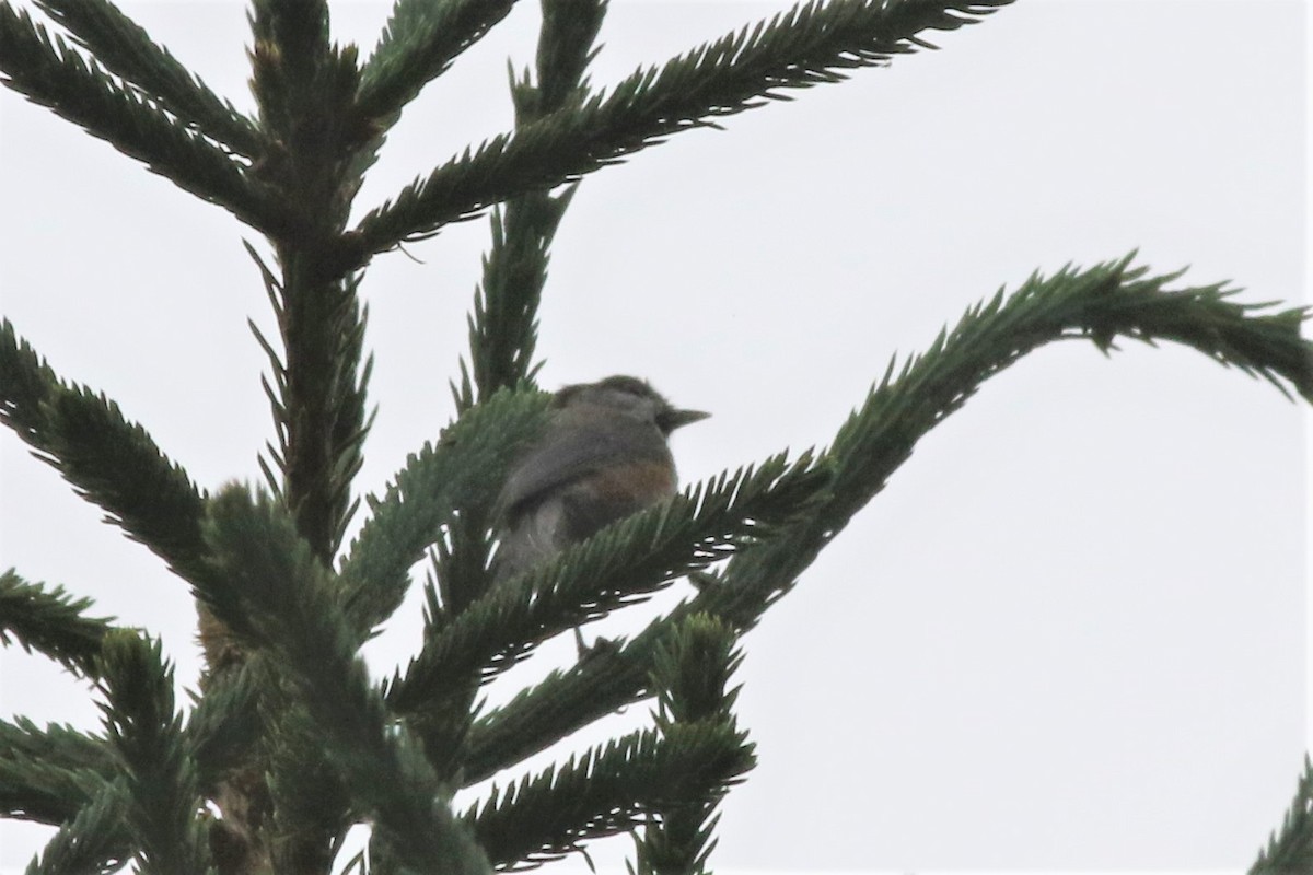 Boreal Chickadee - ML105432921