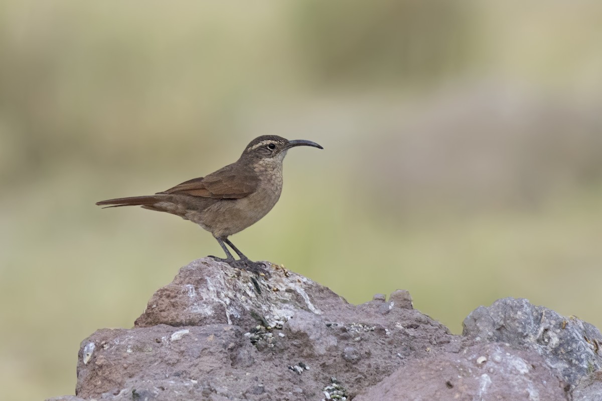 White-throated Earthcreeper - ML105433371