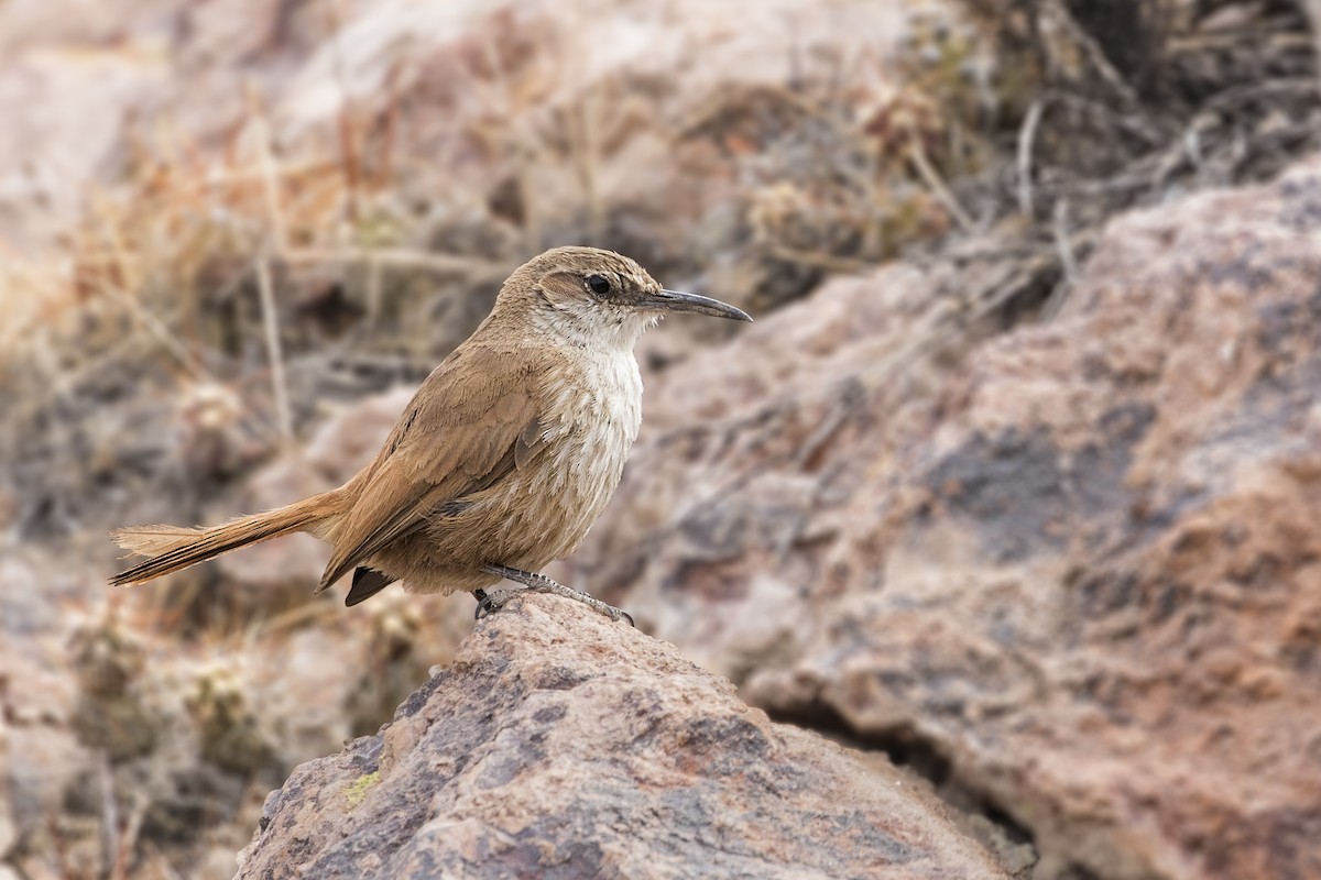 Straight-billed Earthcreeper - Pio Marshall
