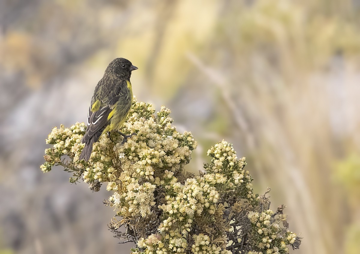 Yellow-rumped Siskin - ML105433851