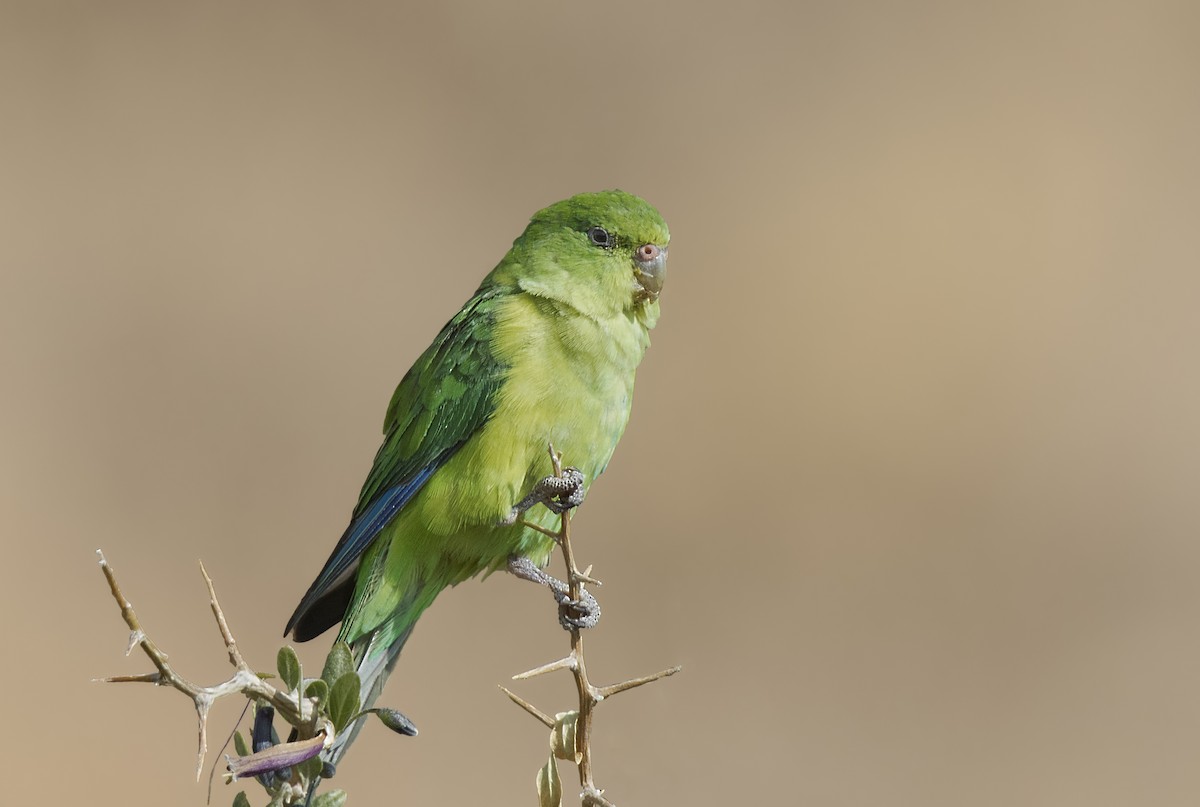 Mountain Parakeet - Pio Marshall