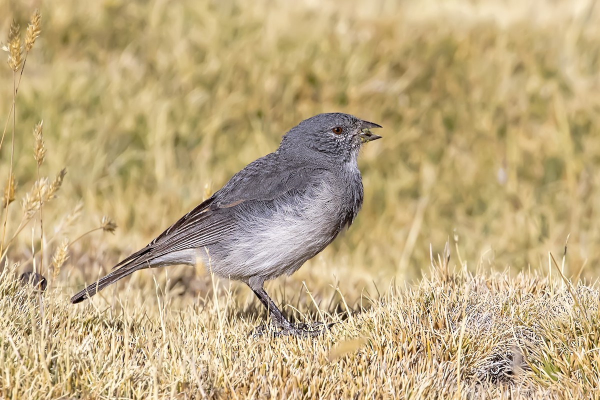 White-throated Sierra Finch - Pio Marshall