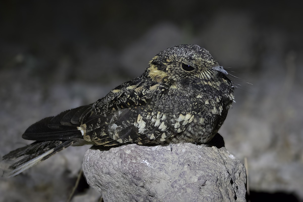 Band-winged Nightjar - ML105434731