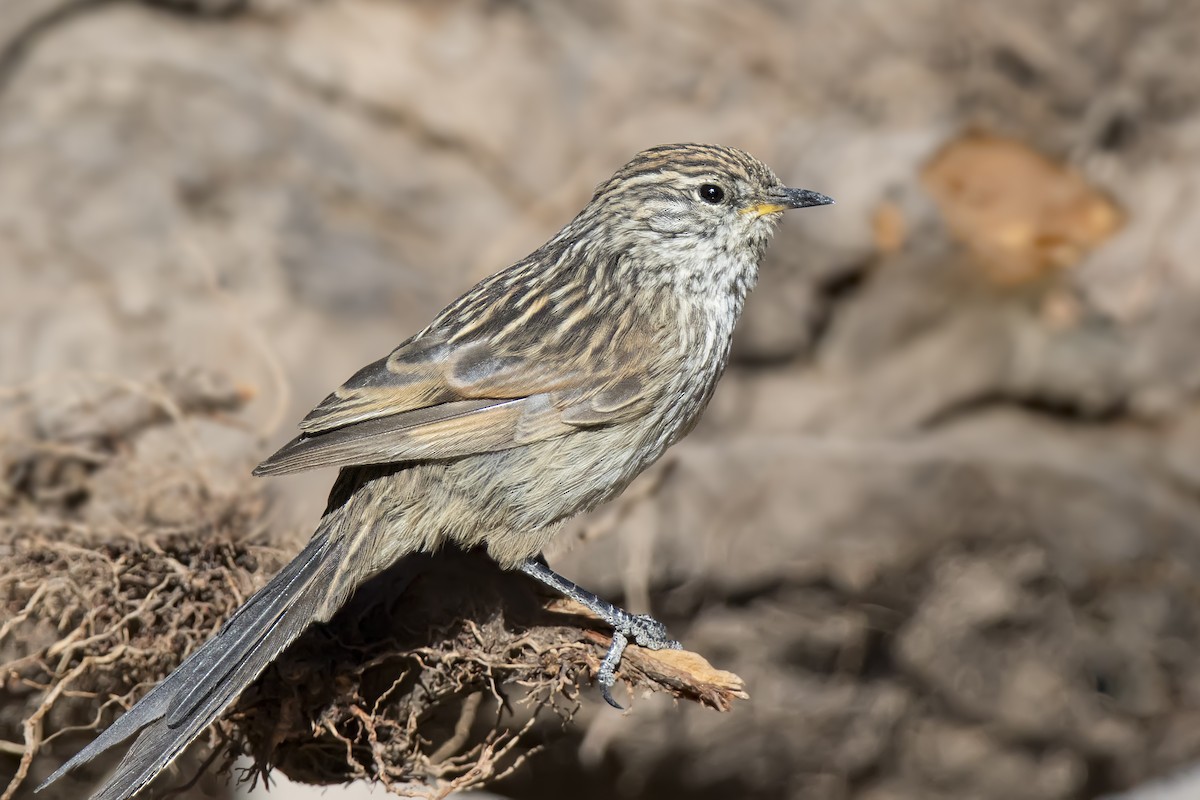 Streaked Tit-Spinetail - ML105435181