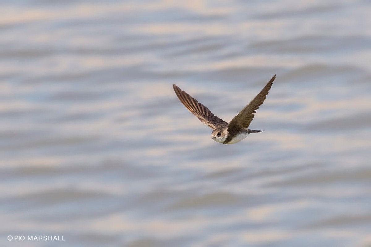 Bank Swallow - Pio Marshall