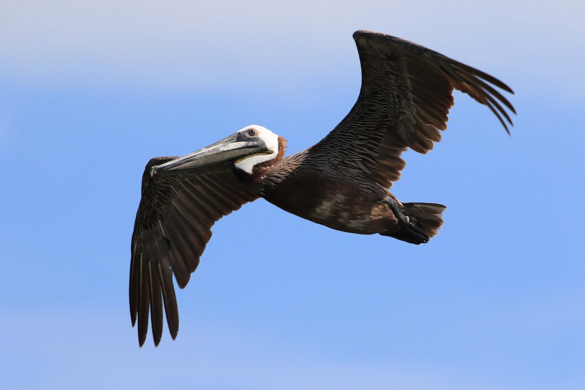 Brown Pelican - ML105436001