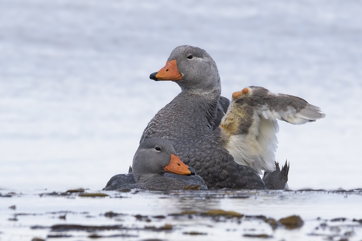 Flightless Steamer-Duck - ML105436191