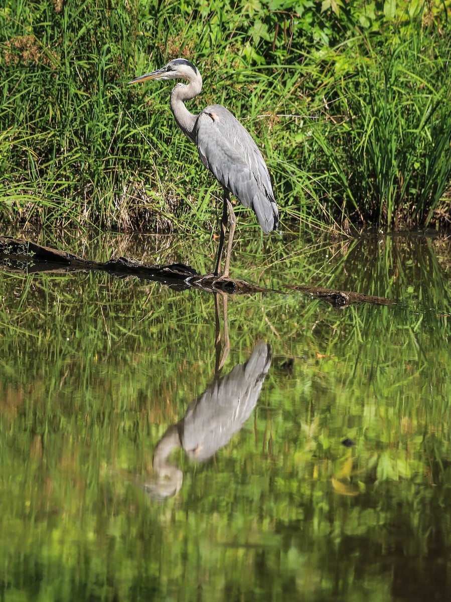 Great Blue Heron - ML105437321