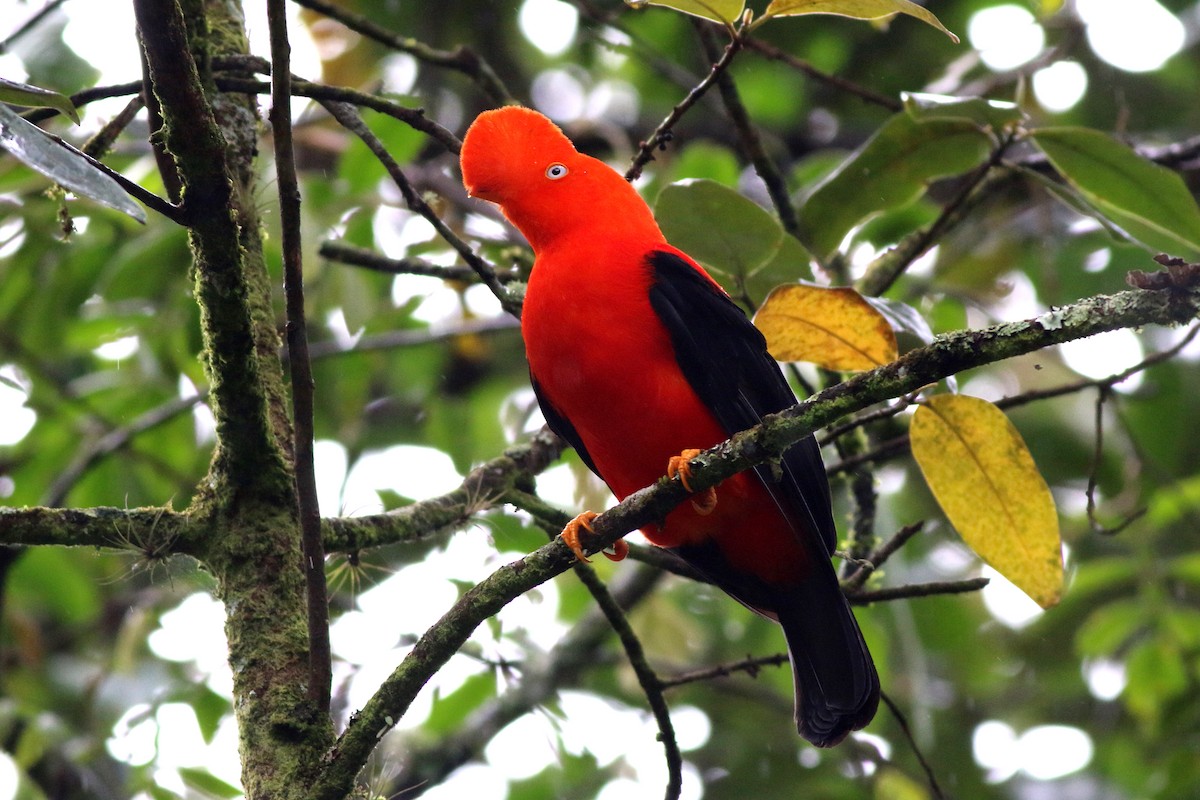 Andean Cock-of-the-rock - ML105437531