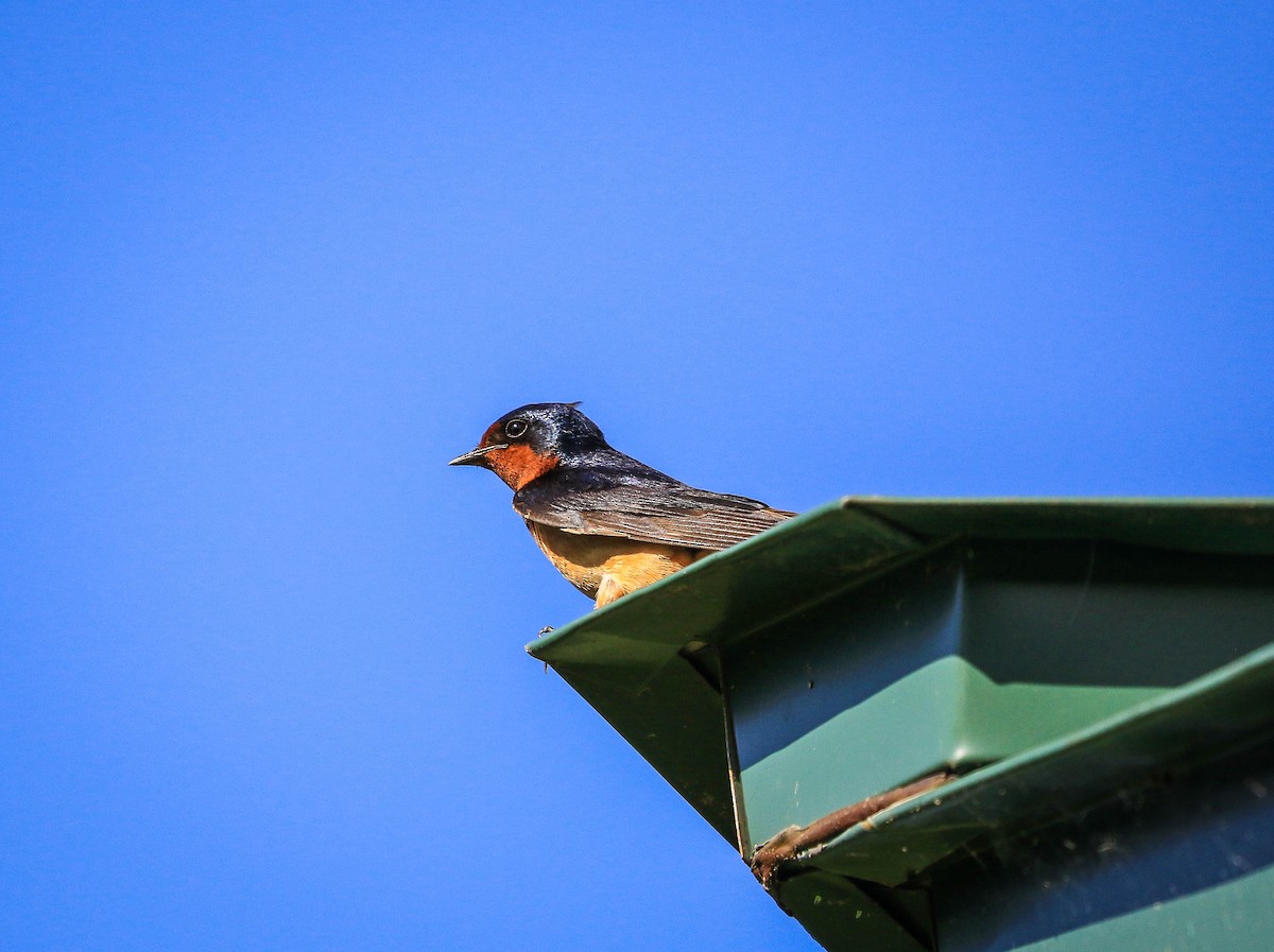 Barn Swallow - ML105437701