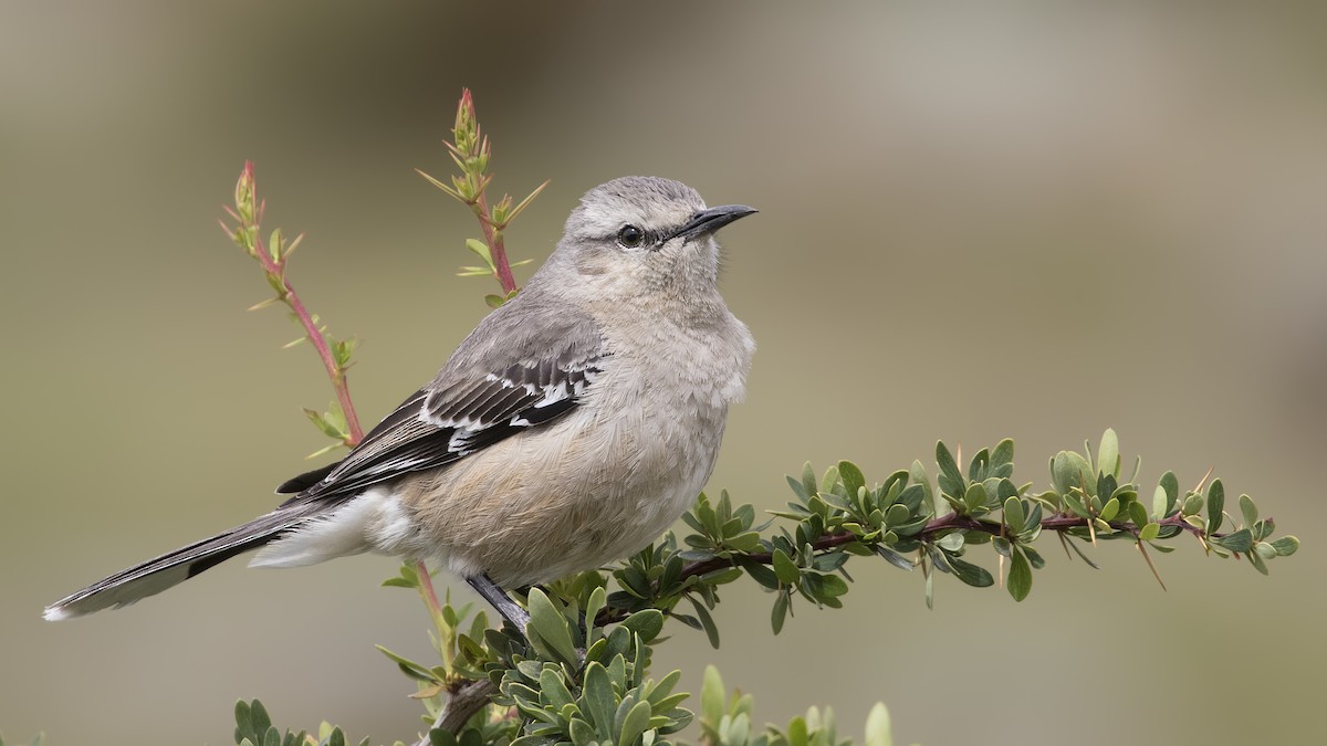 Patagonian Mockingbird - Pio Marshall