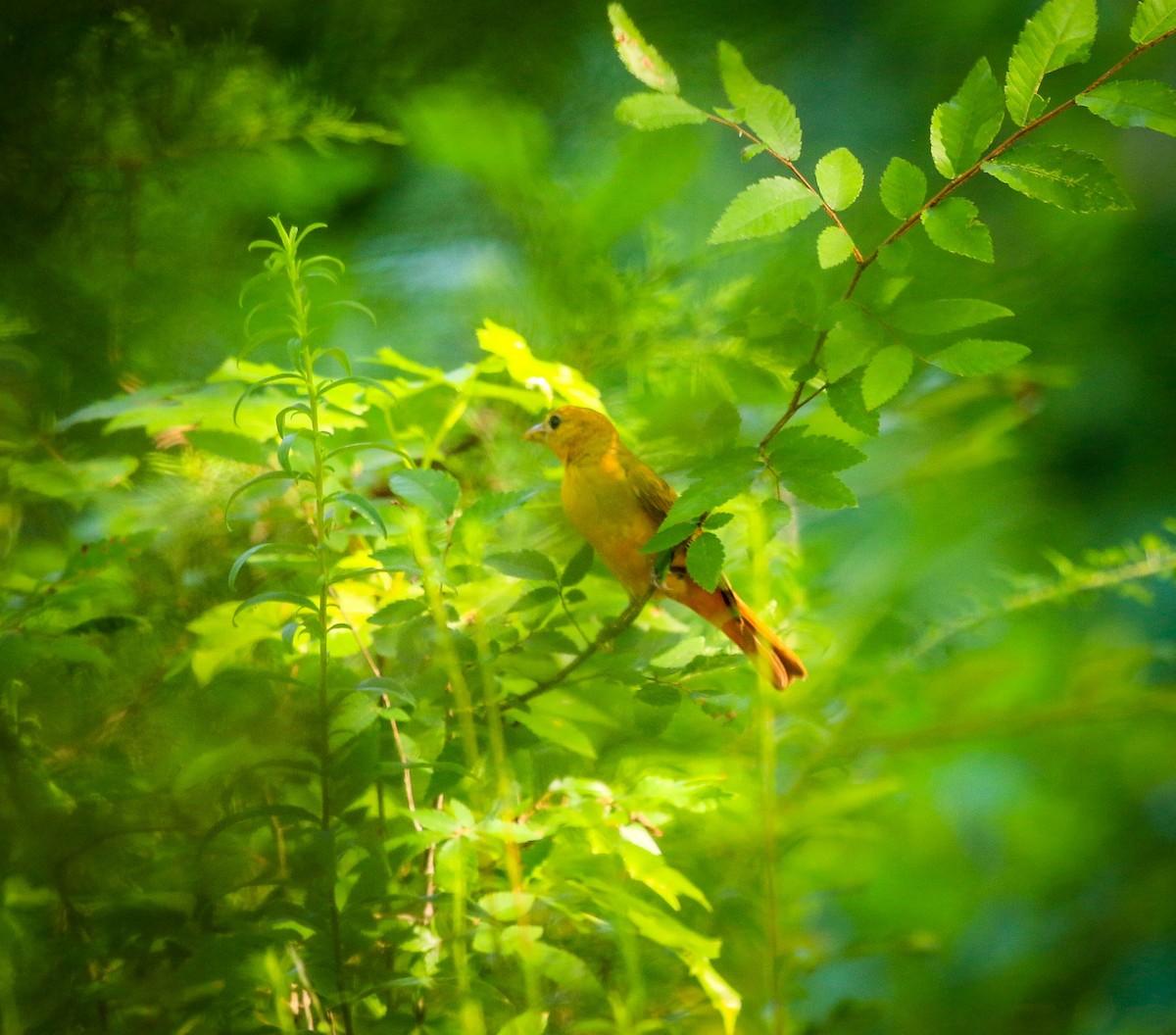 Summer Tanager - ML105437951