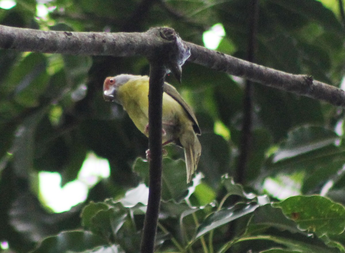 Rufous-browed Peppershrike - ML105437991