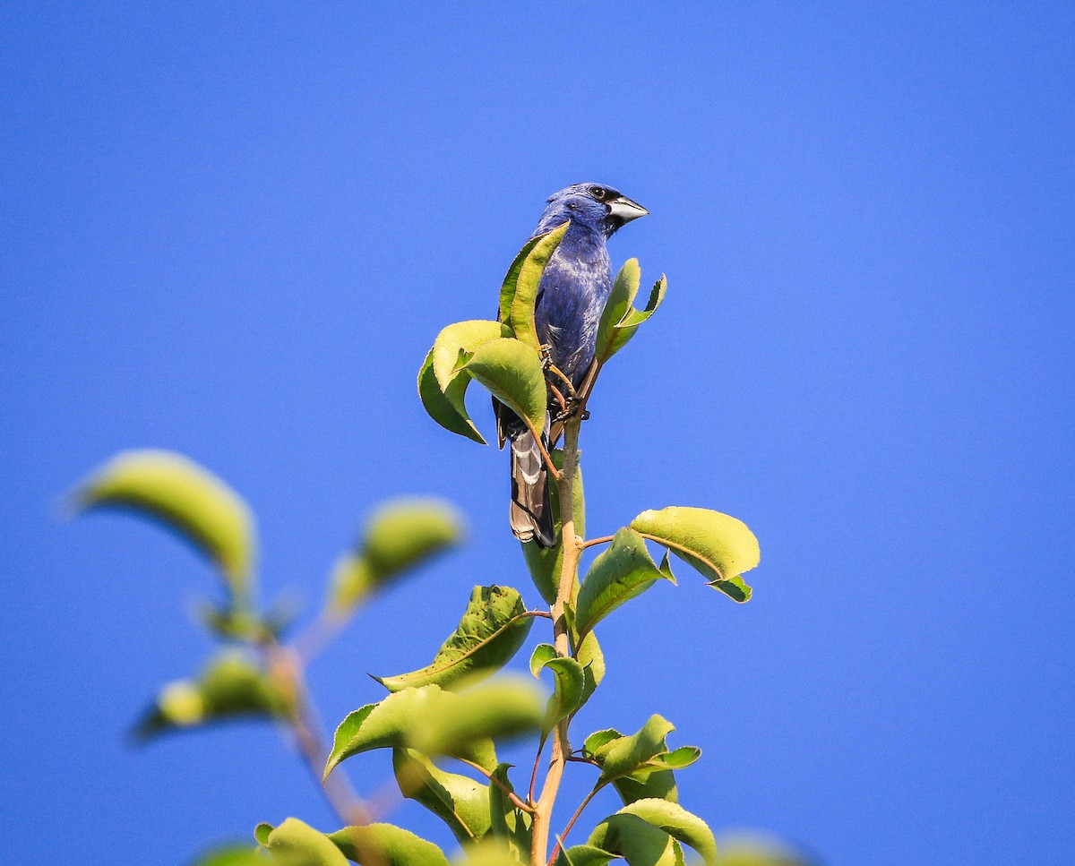 Blue Grosbeak - ML105438041