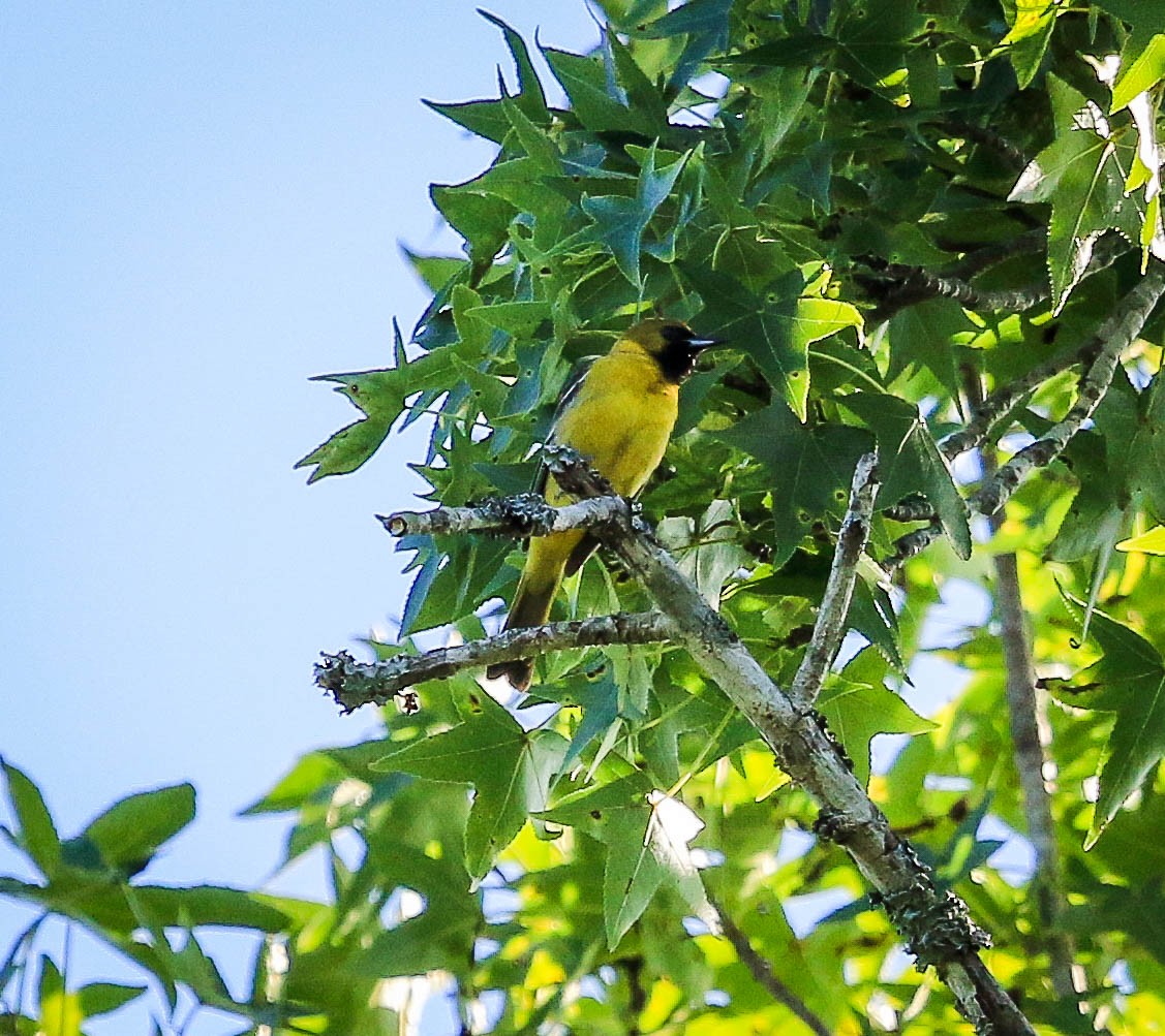 Orchard Oriole - ML105438131