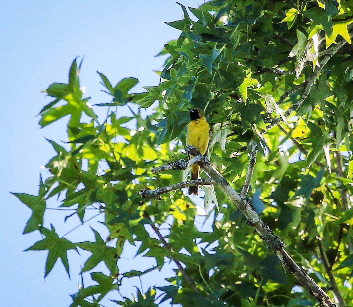 Orchard Oriole - ML105438141
