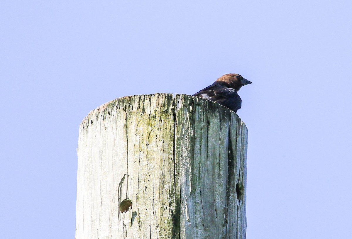 Brown-headed Cowbird - ML105438211