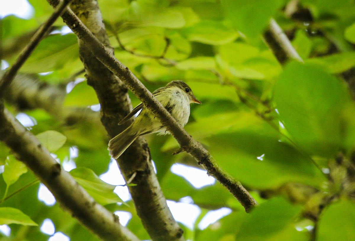 Acadian Flycatcher - ML105438421